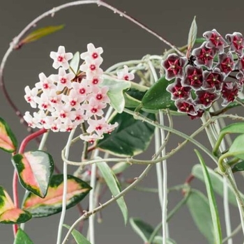 Hoya carnosa 'Krimson Princess' 
