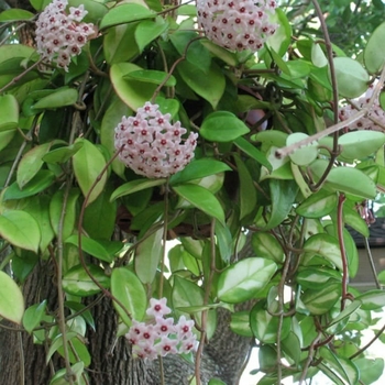 Hoya carnosa