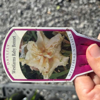 Hemerocallis 'Precious D'oro'