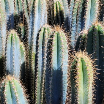 Pilosocereus azureus