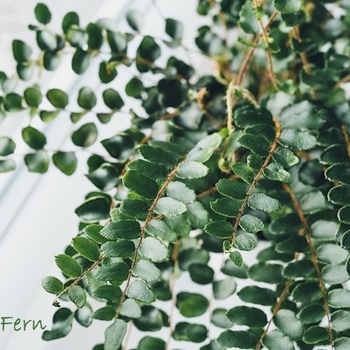 Pellaea rotundifolia