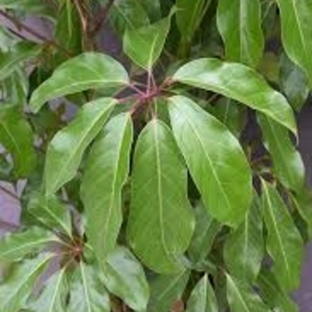 Schefflera actinophylla 'Amate' 