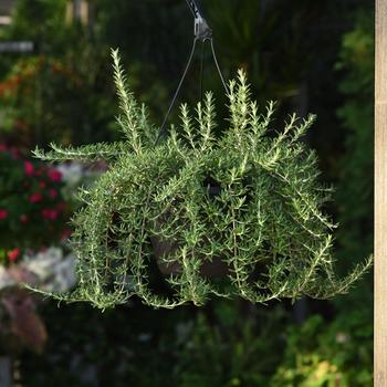 Rosmarinus officinalis 'Blue Cascade' (324309)