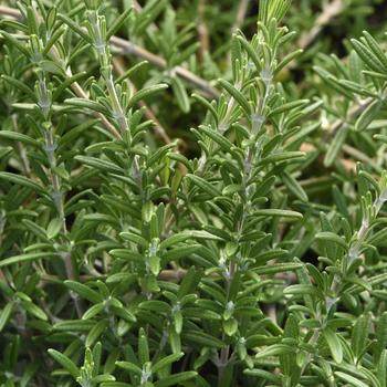 Rosmarinus officinalis 'Blue Cascade' (324310)