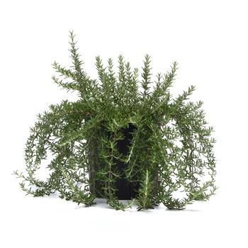 Rosmarinus officinalis 'Blue Cascade' (324311)