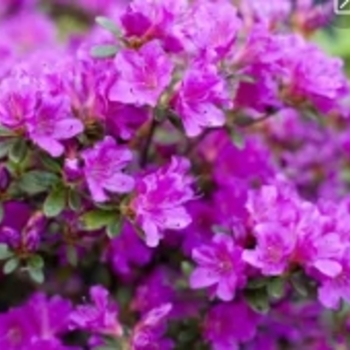 Rhododendron 'Formosa Lavender' 