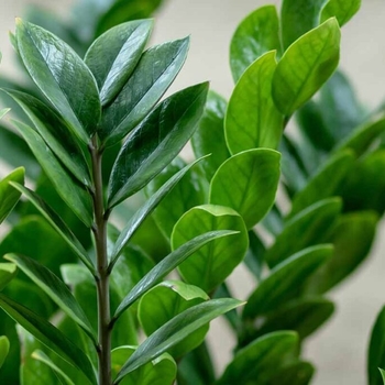 Zamioculcas zamiifolia