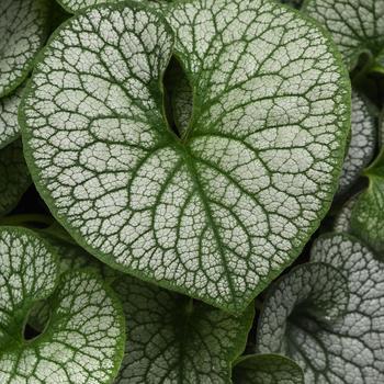 Brunnera macrophylla 'Frost King' (324338)