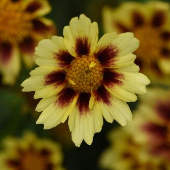 Coreopsis 'Balsettiyel' PPAF