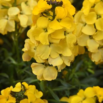 Erysimum Brightside&trade; '' (324340)