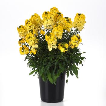 Erysimum Brightside&trade; '' (324341)