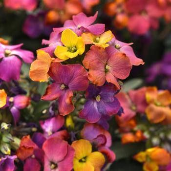 Erysimum 