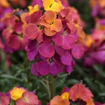 Erysimum Brightside&trade; '' (324345)