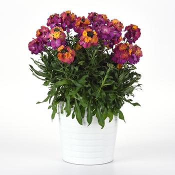 Erysimum Brightside&trade; '' (324346)