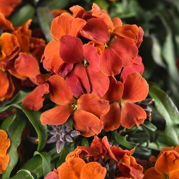 Erysimum 