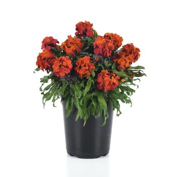 Erysimum Brightside&trade; '' (324348)