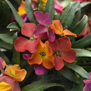 Erysimum Brightside&trade; '' (324349)