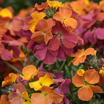 Erysimum Brightside&trade; '' (324350)