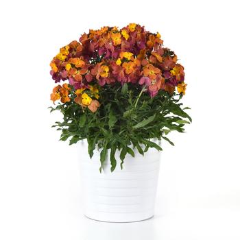 Erysimum Brightside&trade; '' (324351)