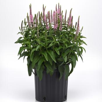 Veronica longifolia Skyward&trade; '' (324355)