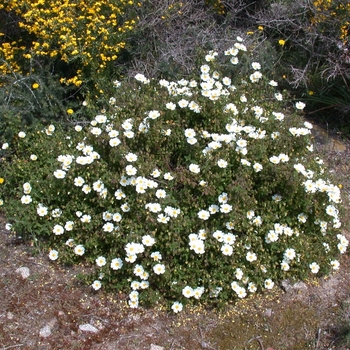 Cistus x heterocalyx 'Chelsea Bonnet' 