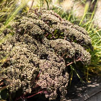 Sedum telephium 'Hot Rocks&trade;' 