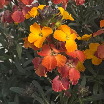 Erysimum linifolium