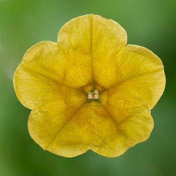 Petunia 'Sunshine' 