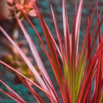 Dracaena marginata 'Colorama'