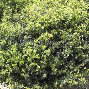 Ilex crenata 'Green Lustre' 