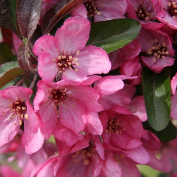 Malus 'JFSKW139MX' PP31232