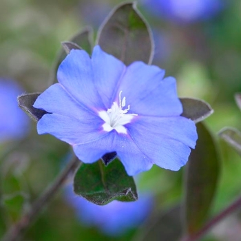 Evolvulus glomeratus 'Hawaiian Blue Eyes'