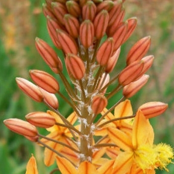 Bulbine frutescens 'Orange' 