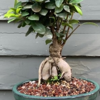 Ficus microcarpa