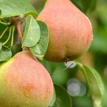 Pyrus ussuriensis 'Golden Spice' 