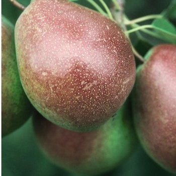 Pyrus communis 'Parker' 