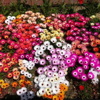 Delosperma 'Multiple Varieties'