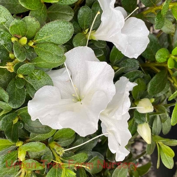 Rhododendron 'Roblezd' PP32967