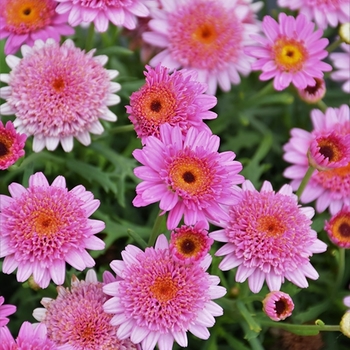 Argyranthemum 'Buttermint' PP26337P2