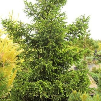 Picea orientalis 'Gowdy' 