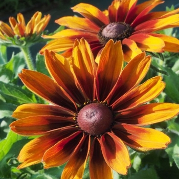 Rudbeckia 