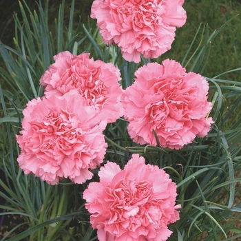 Dianthus caryophyllus