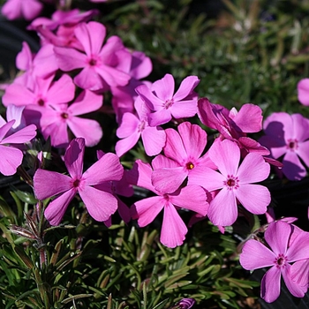 Phlox subulata 'Drummond's Pink' 