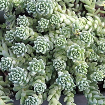Sedum dasyphyllum 'Himalayan Skies' 