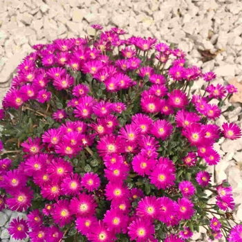 Delosperma 'Opal' PPAF