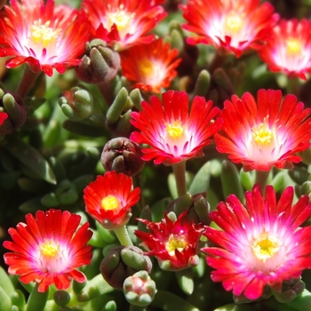 Delosperma 'DSAA13-1' PP27014