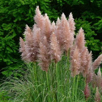 Cortaderia selloana 'Rosea'