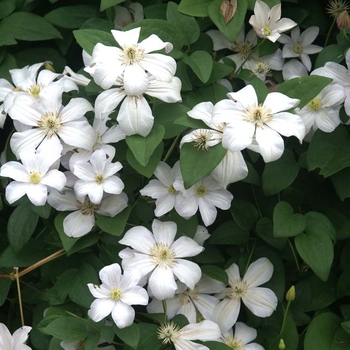 Clematis 'Huldine'