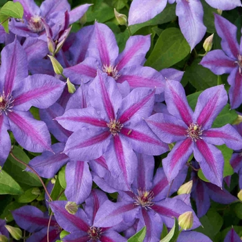 Clematis 'Mrs. N. Thompson' 