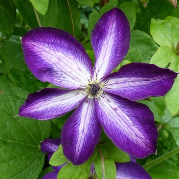 Clematis 'Venosa Violacea' 